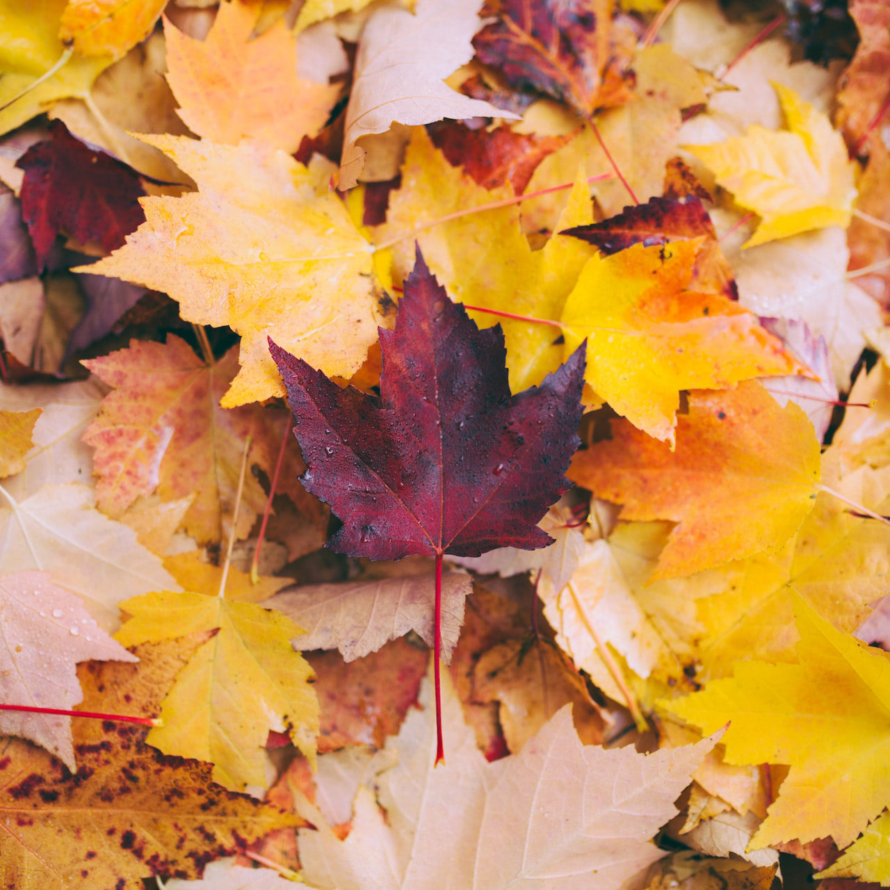 Join us for our Fall Festival ?
